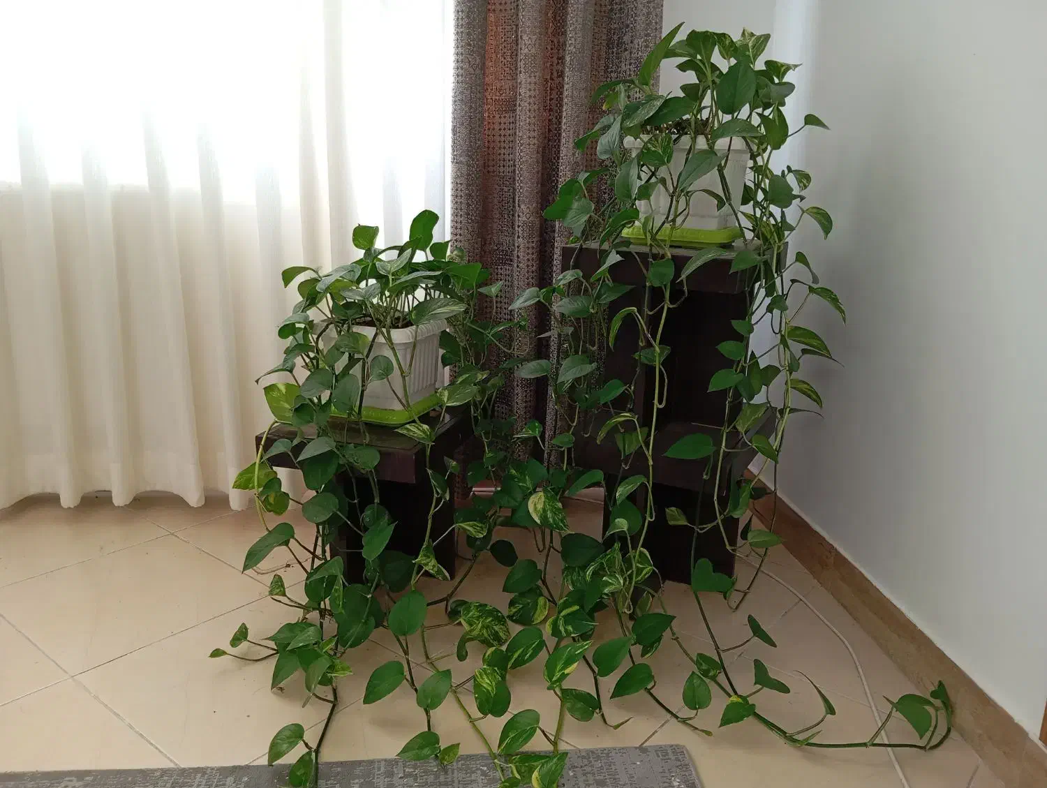 گل پتوس|گل و گیاه طبیعی|کرج, شاهینویلا|دیوار