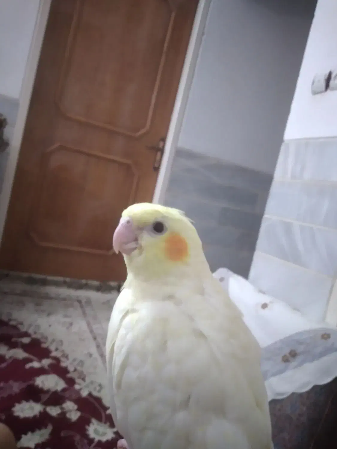 عروس لوتینو دستی قیمت مناسب|پرنده|اردکان, |دیوار