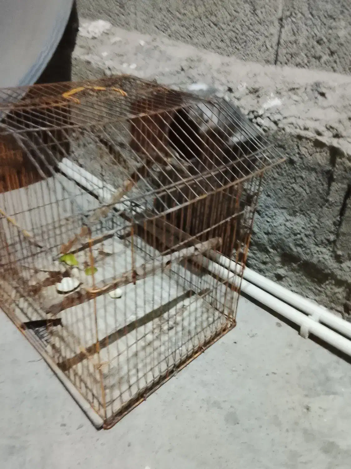 قفس طوطی|لوازم جانبی حیوانات|دالخانی, |دیوار