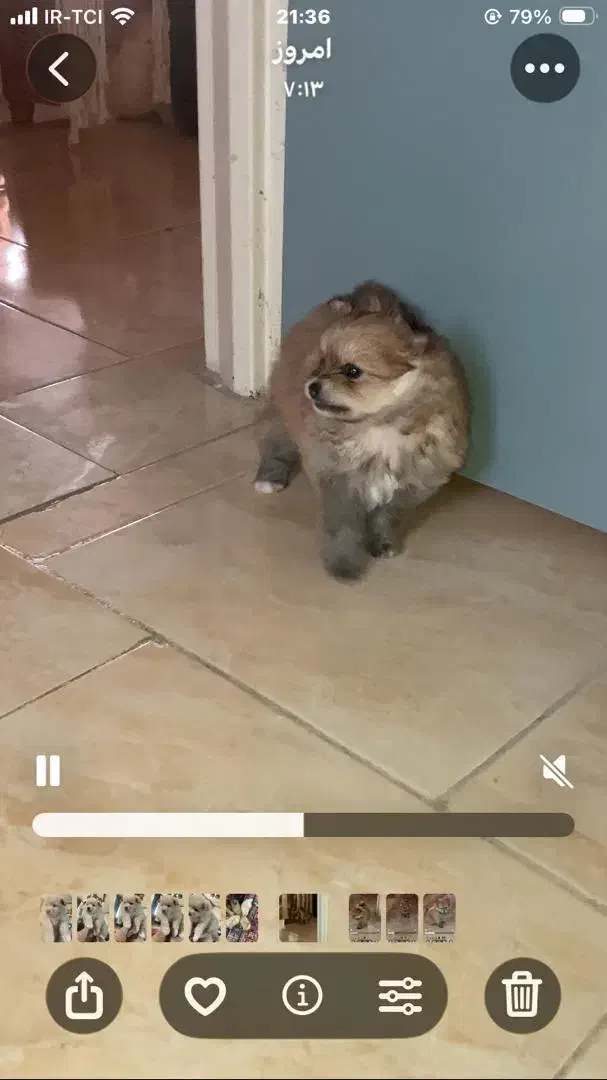 توله پامرانین|سگ|شاهینشهر, خانه کارگر|دیوار