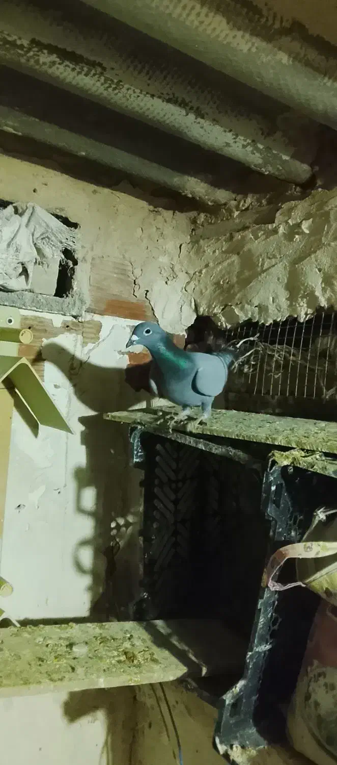 کبوتر پلاکی|پرنده|فاروج, |دیوار