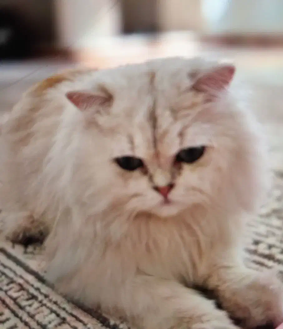 گربه|گربه|کهنوج, |دیوار