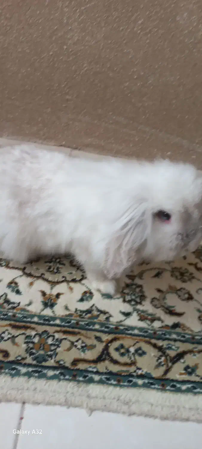 یه خرگوش لوپ هلندی واکسن زده|موش و خرگوش|پرند, فاز ۵|دیوار