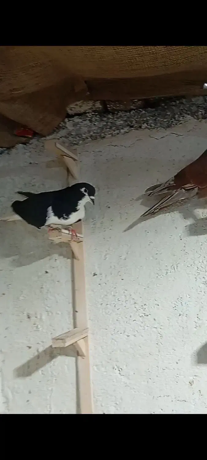 کبوتر|پرنده|میان جلگه, |دیوار