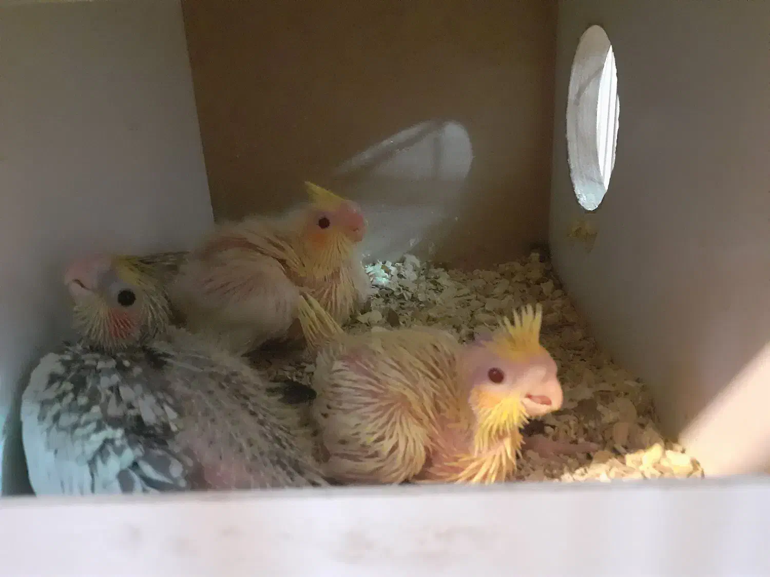 یک جفت عروس هلندی بالغ و کارداده|پرنده|فردوس (خراسان), |دیوار