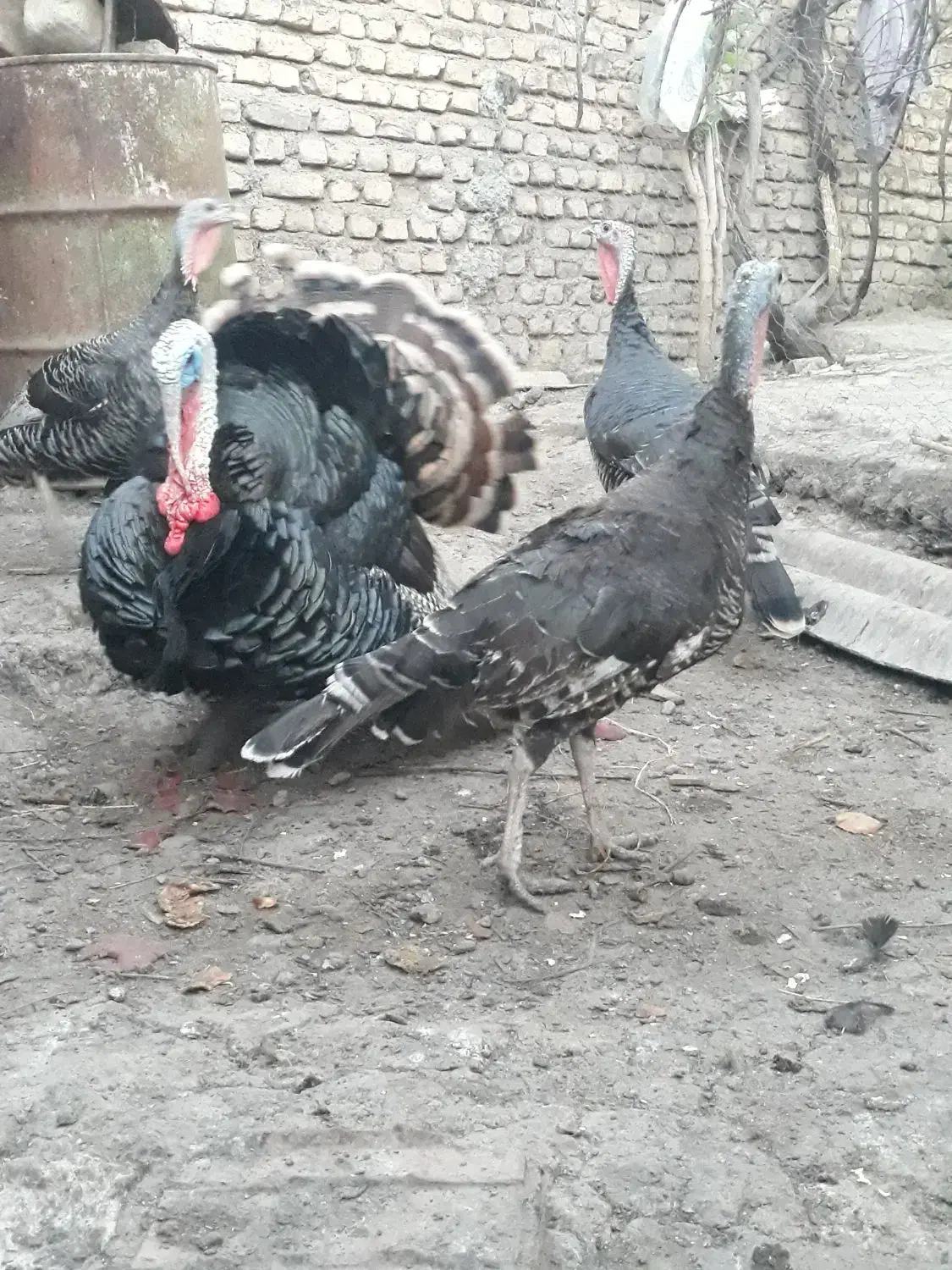 بوقلمون نر و ماده|حیوانات مزرعه|سرخنکلاته, |دیوار