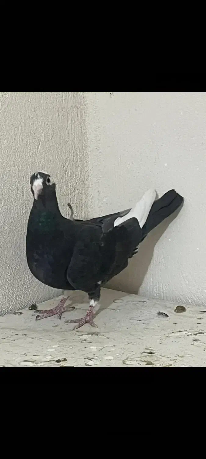 کبوتر پرنده|پرنده|شیراز, فرهنگیان|دیوار