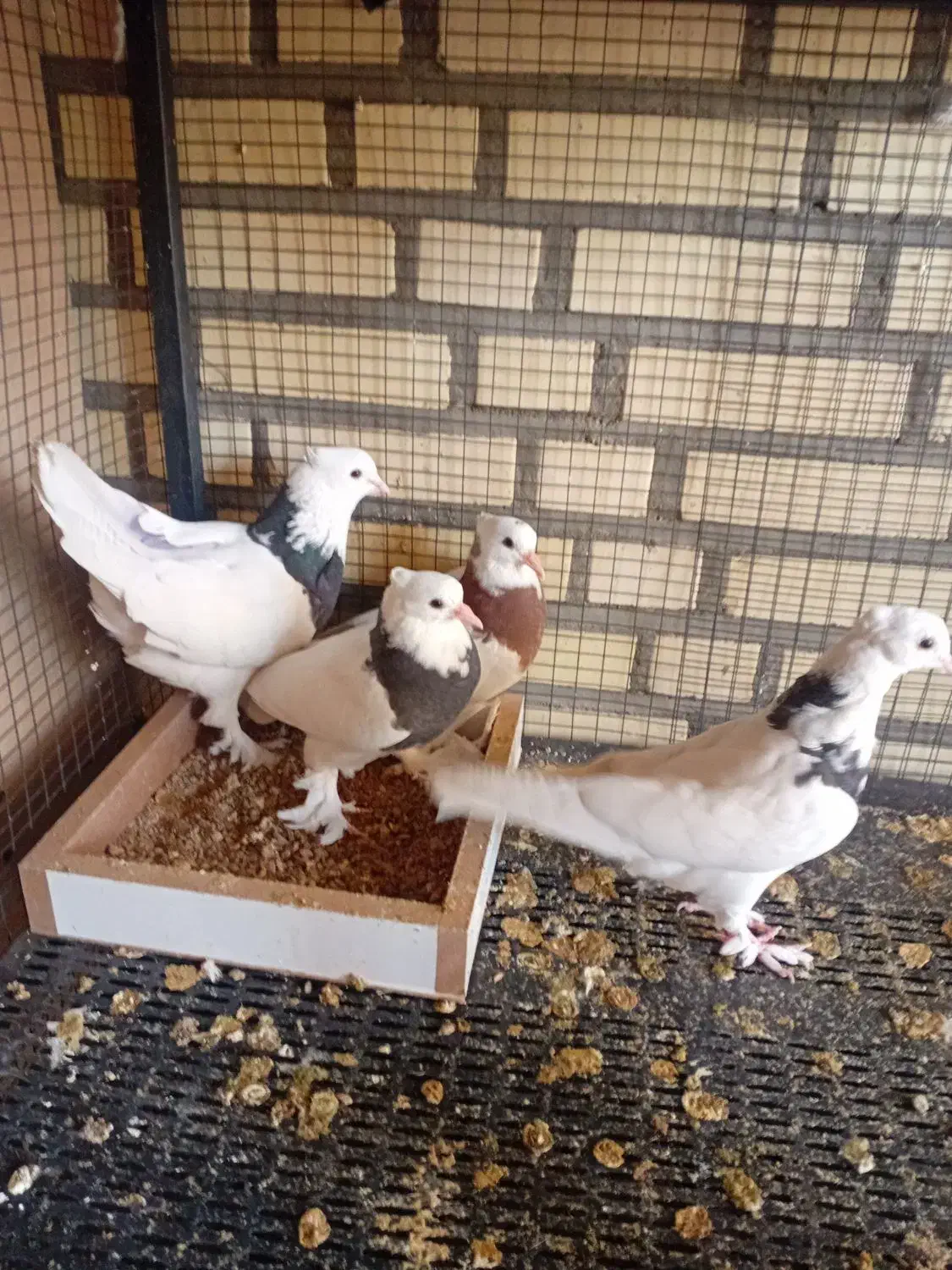 کبوتر|پرنده|دلیجان, |دیوار