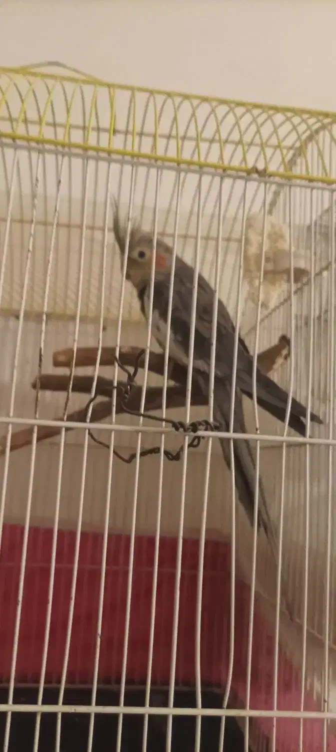 سلام معاوضه عروس هلندی ۱۱ماهه سخنگو نیم اهلی|پرنده|بوکان, |دیوار