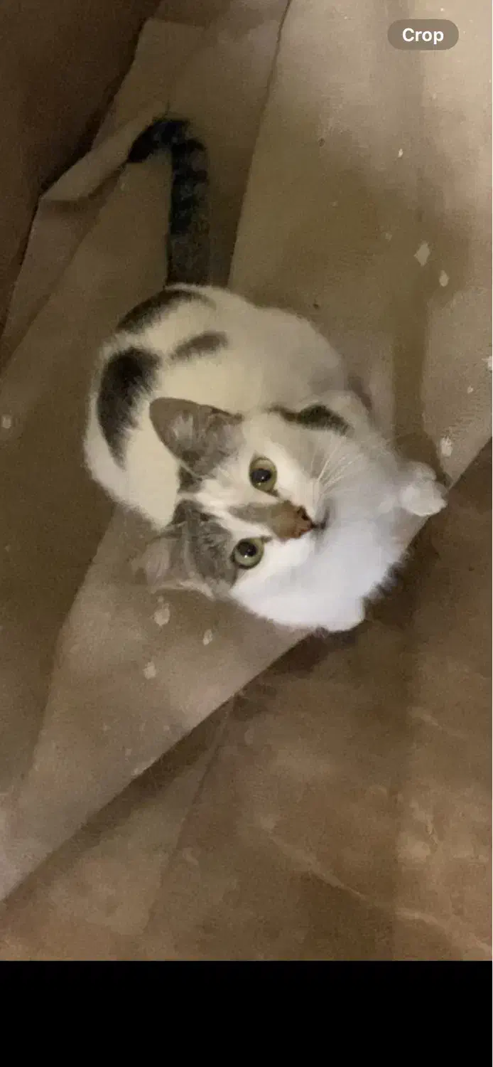 گربه گمشده در کارشناسان فرهنگ و وصال|حیوانات|اردبیل, |دیوار