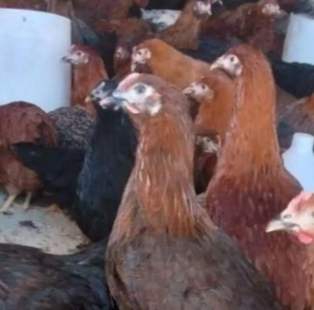 مرغ محلی نیمچه|حیوانات مزرعه|اسکو, |دیوار