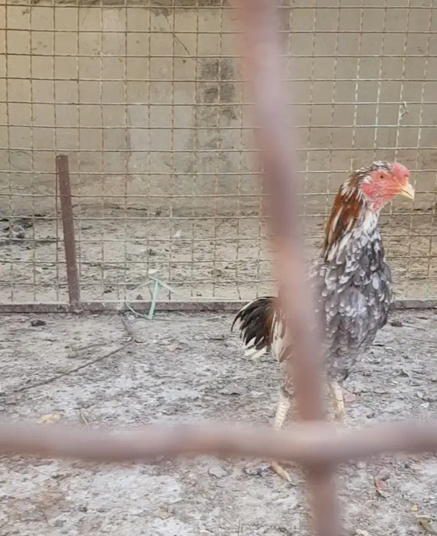 جومه خروس ۶ ماهه|حیوانات مزرعه|سراوان, |دیوار