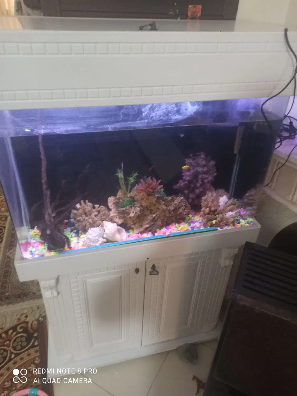 اکواریوم|ماهی|رودهن, |دیوار