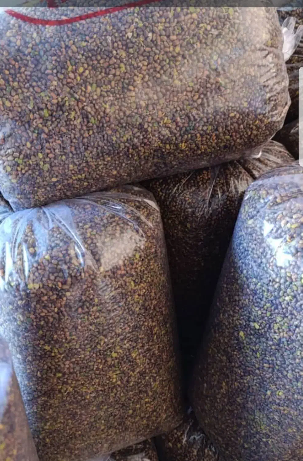 تامین کننده مغز بنه،الوک،به صورت عمده|خوردنی و آشامیدنی|شیراز, شهرک مهدیه|دیوار