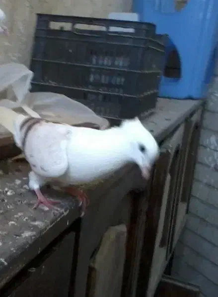 پرنده دوکت|پرنده|قم, نیروگاه|دیوار