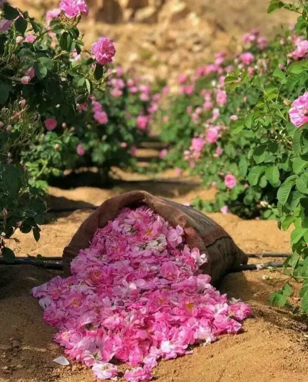 vip tour kashan|خدمات پذیرایی، مراسم|یزد, |دیوار