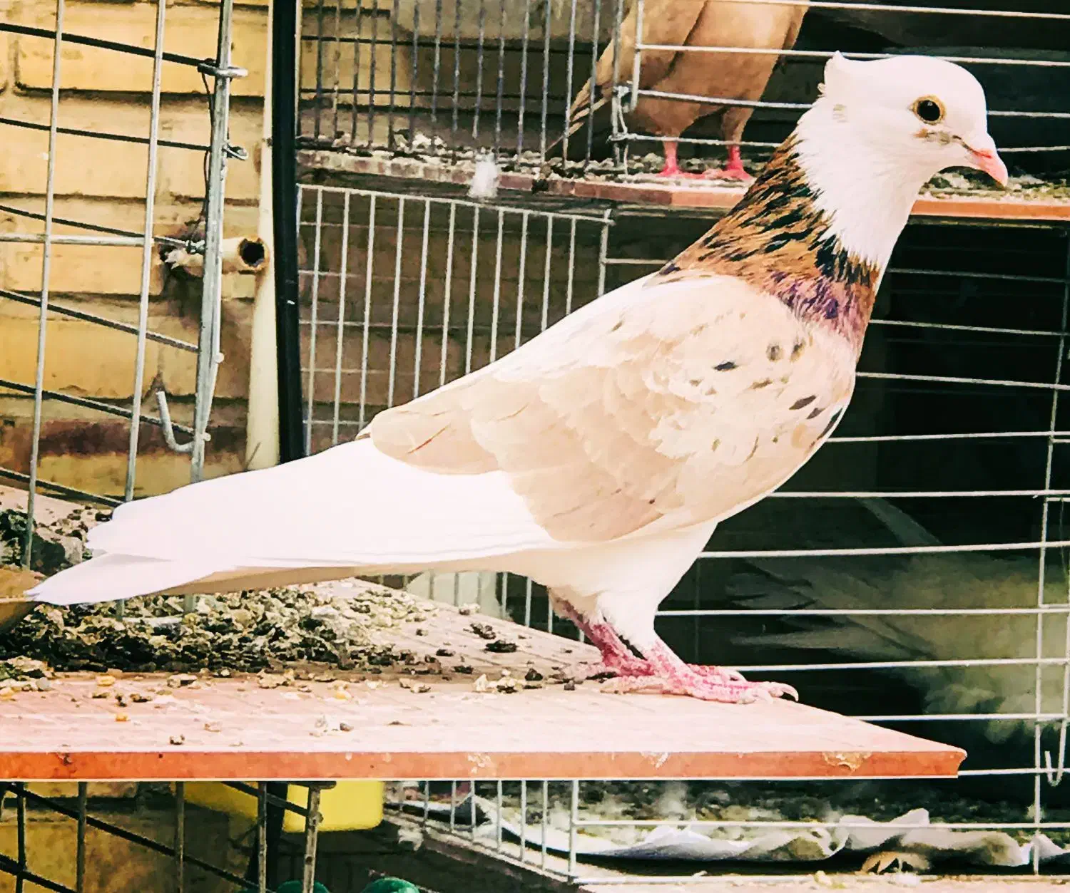 کبوتران رنگی|پرنده|بافق, |دیوار