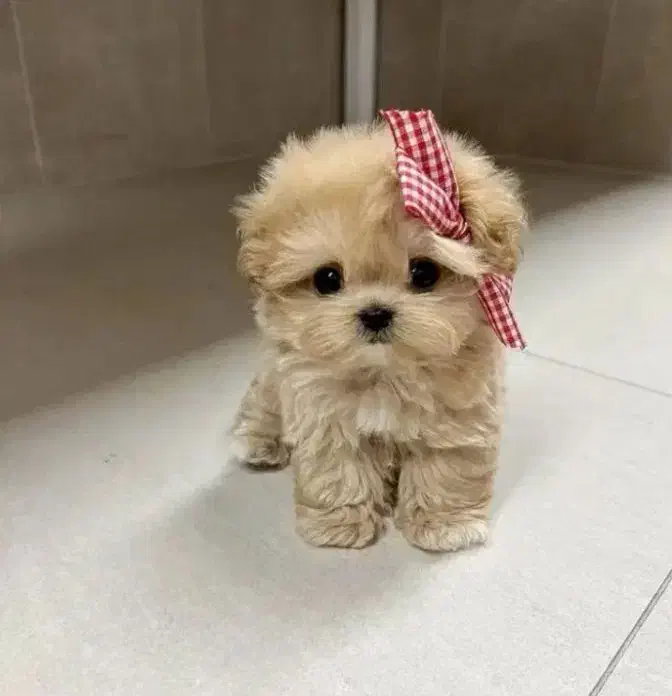 بهترین نژادپاپیون فنجونی آپارتمانی|سگ|اصفهان, خانه اصفهان|دیوار