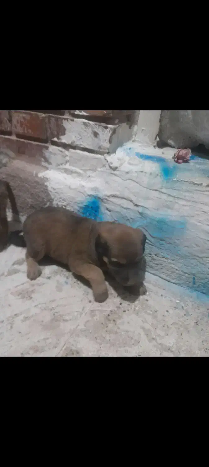 واگذاری تو سگ|سگ|داراب, |دیوار