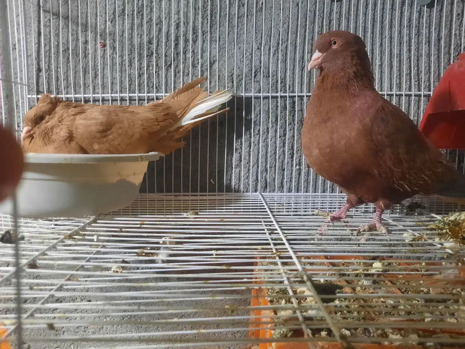 جفت زرد سرخ دم سفید روی جوجه|پرنده|گلبهار, نوبهار|دیوار