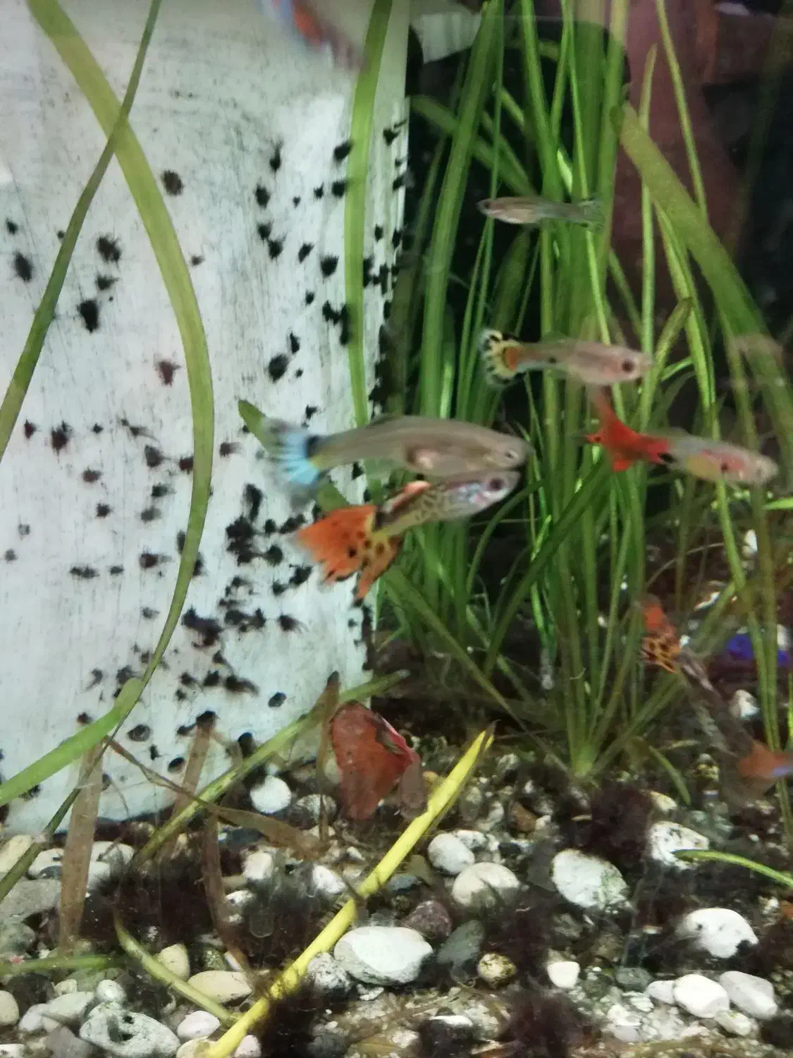 10 عدد ماهی گوپی|ماهی|سنندج, |دیوار