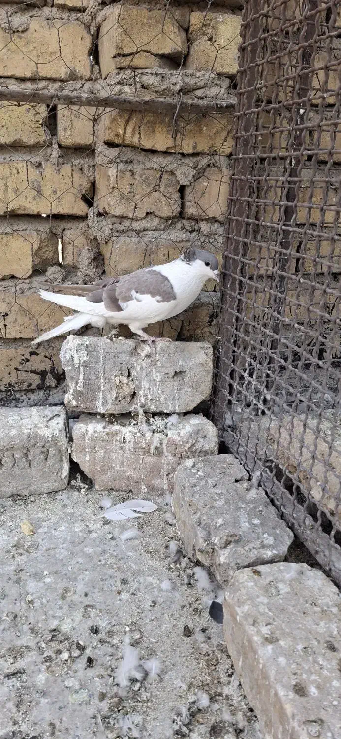 چپ و خوشرنگ سیاه|پرنده|لنجان, |دیوار