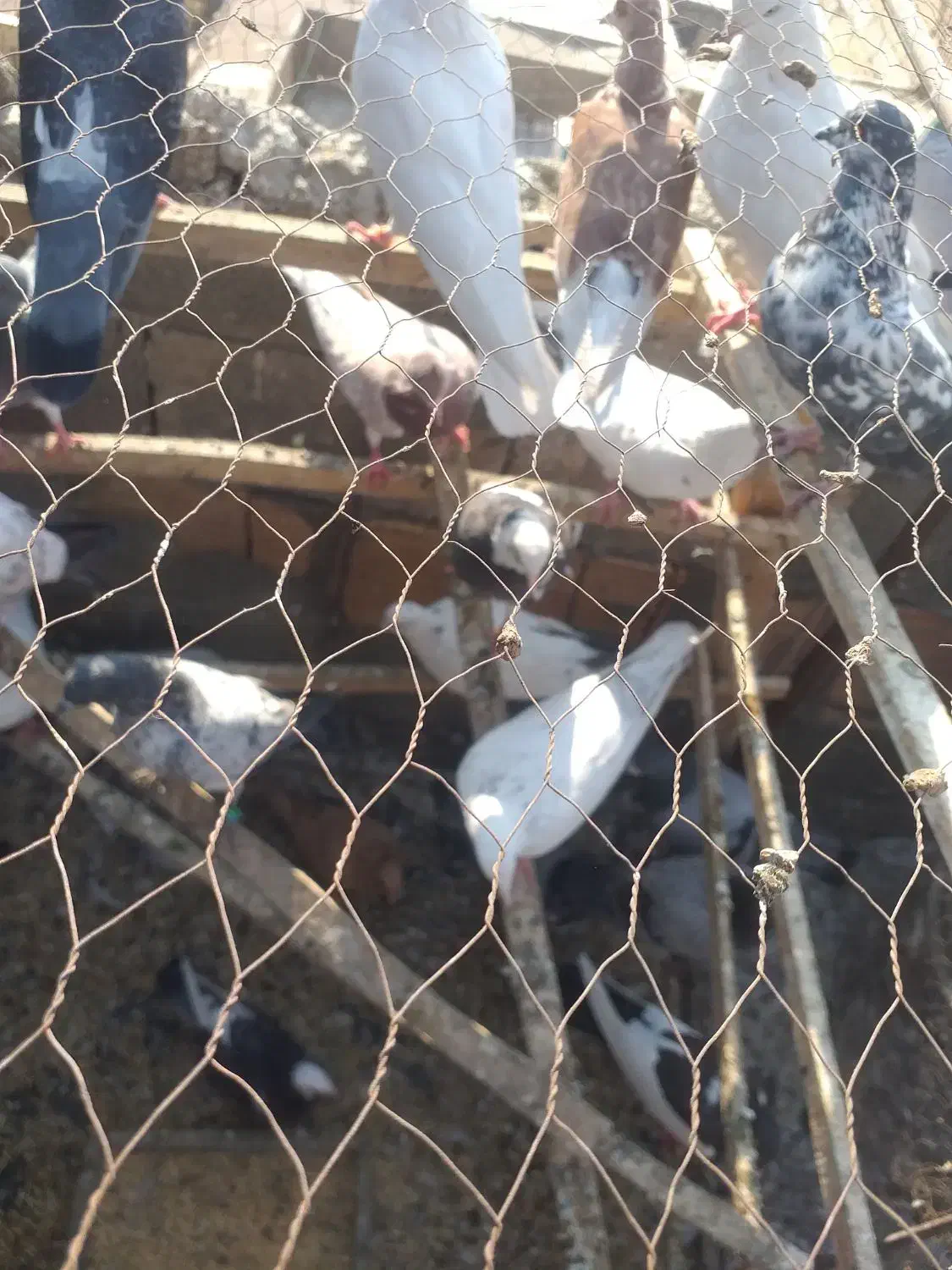 کفتر کبوتر تهرانی|پرنده|خاوران, |دیوار