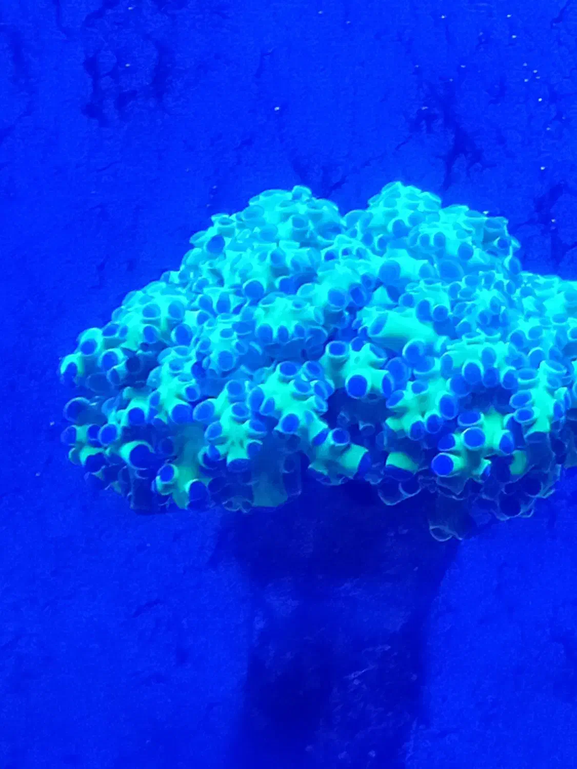 آکواریوم آبشور|ماهی|شهریار, دهشاد پائین|دیوار