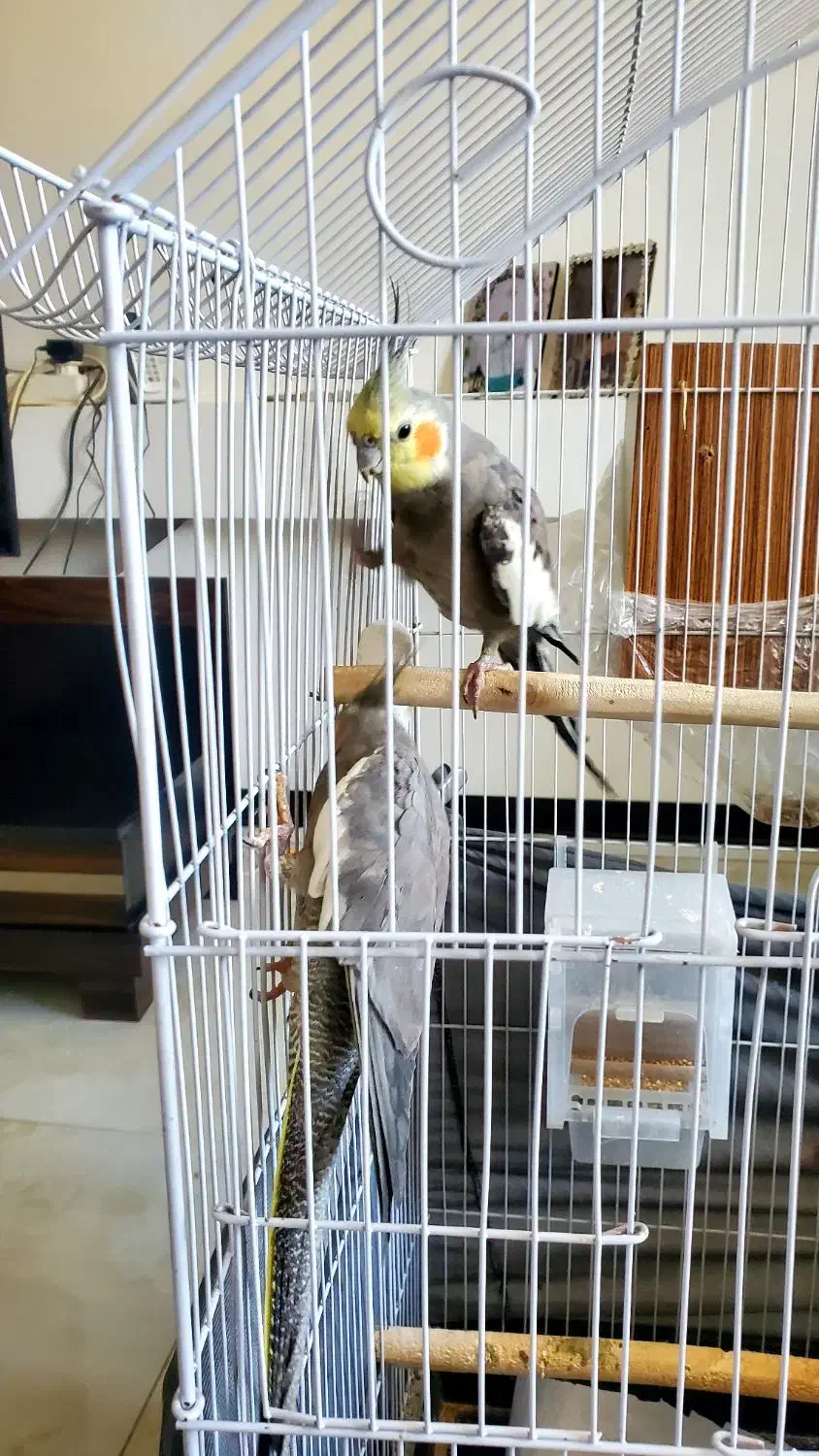 یک جفت عروس هلندی نر و ماده بالغ تخم گذار|پرنده|اصفهان, سپاهان‌شهر|دیوار