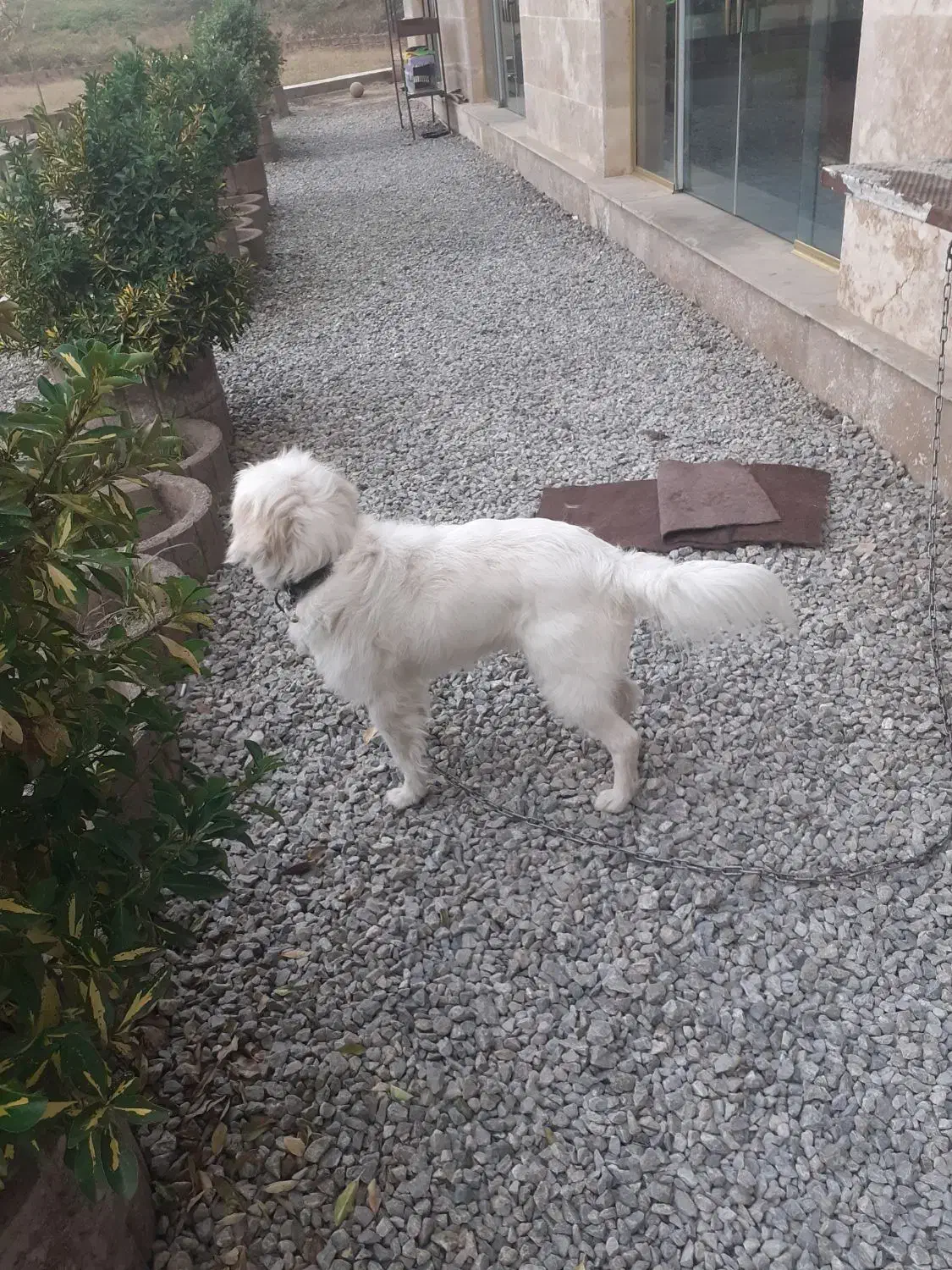 سگ شیتزو تریر|سگ|پره‌سر, |دیوار