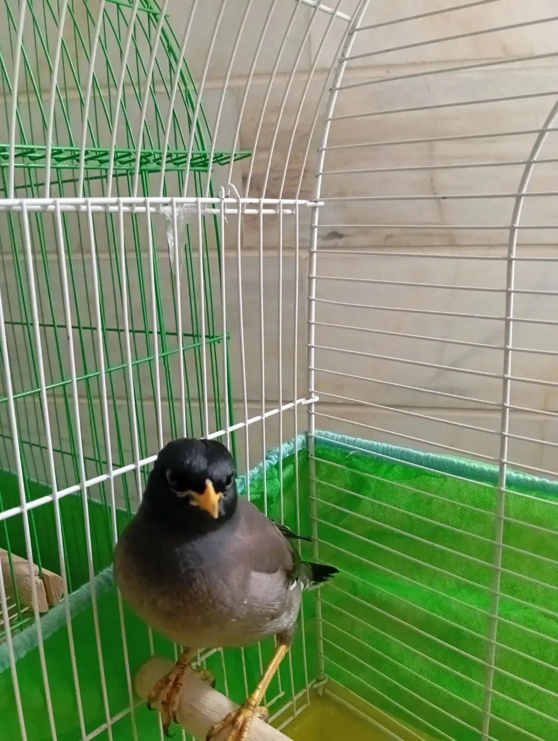 پرنده|پرنده|اردکان, |دیوار