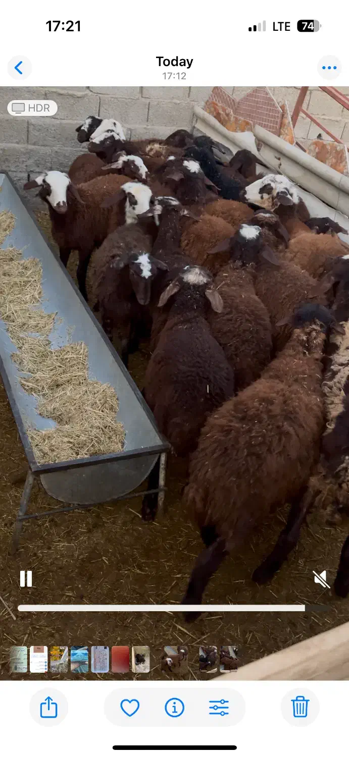 ۱۳ عدد بره ماده جنس فشندی|حیوانات مزرعه|هشتگرد, تهران دشت|دیوار