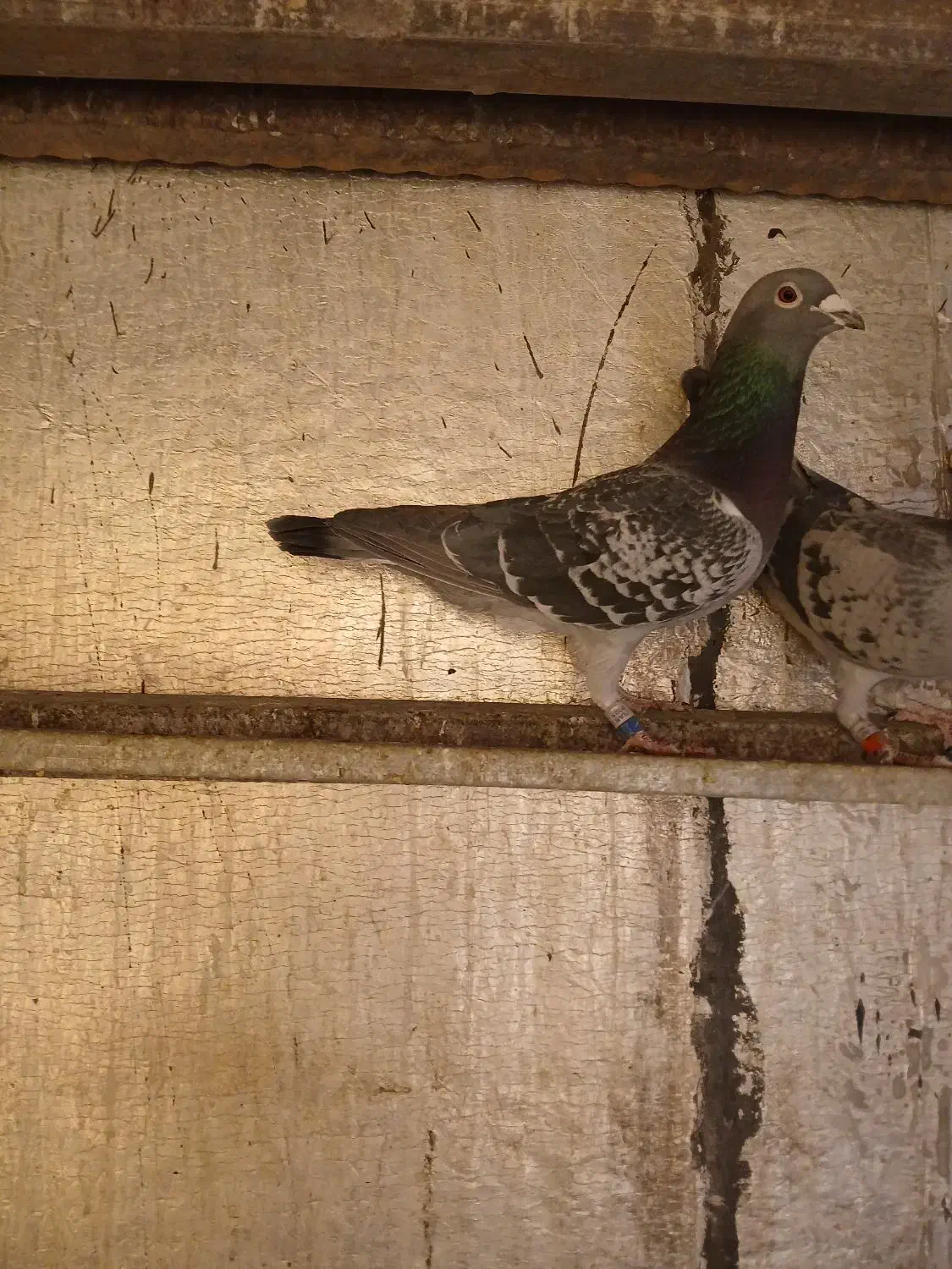 پلاکی|پرنده|شهرکرد, |دیوار