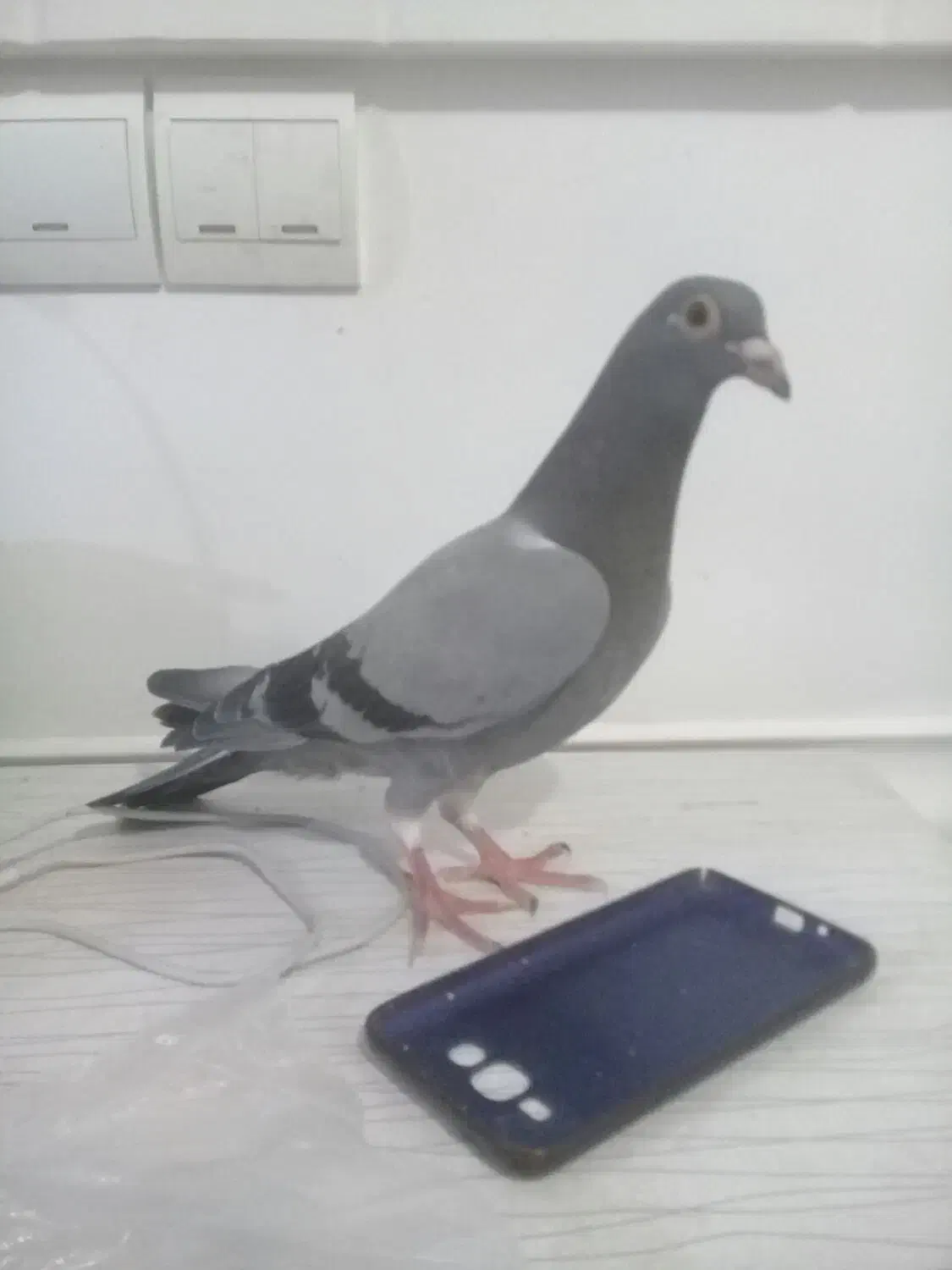 فروش چهارعددکبوتر|پرنده|جنت, |دیوار