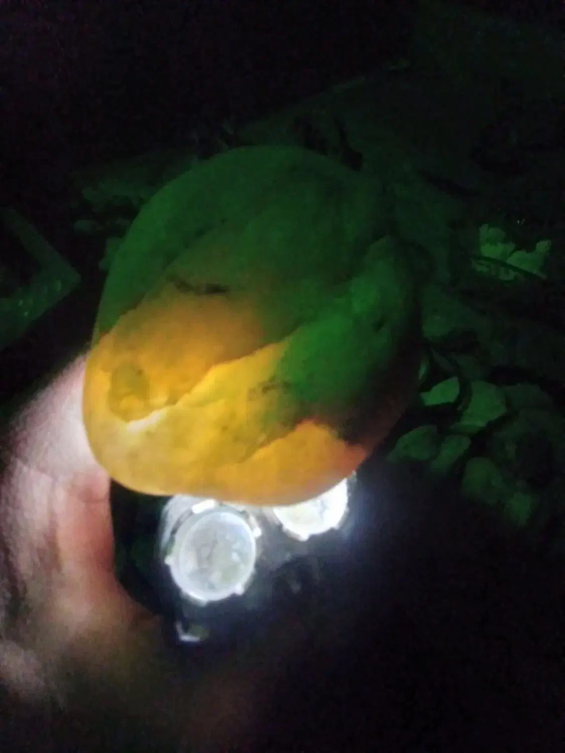 راف عقیق|جواهرات|همدان, |دیوار