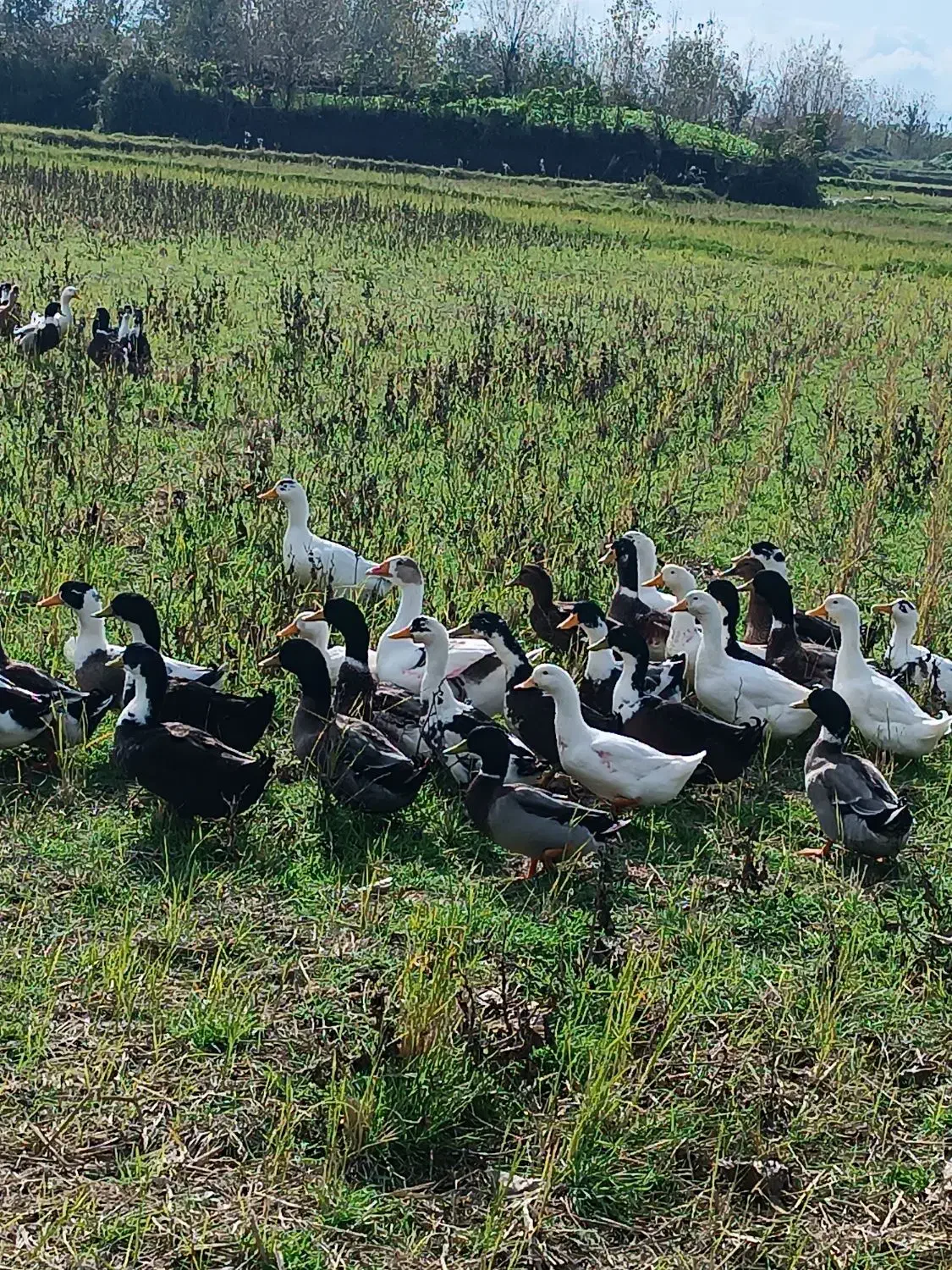 اردک گوشتی و تخم گذار|حیوانات مزرعه|لولمان, |دیوار