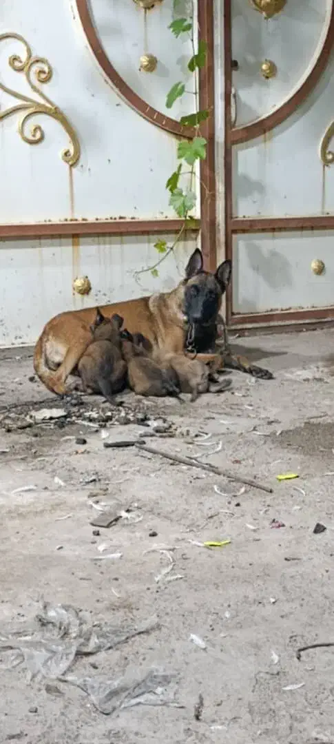 سگ نرشیواوا نردمادمالینیوز|سگ|دزفول, |دیوار