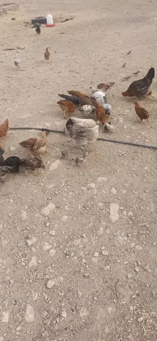 جوجه های گلپایگانی|حیوانات مزرعه|دهدشت, |دیوار