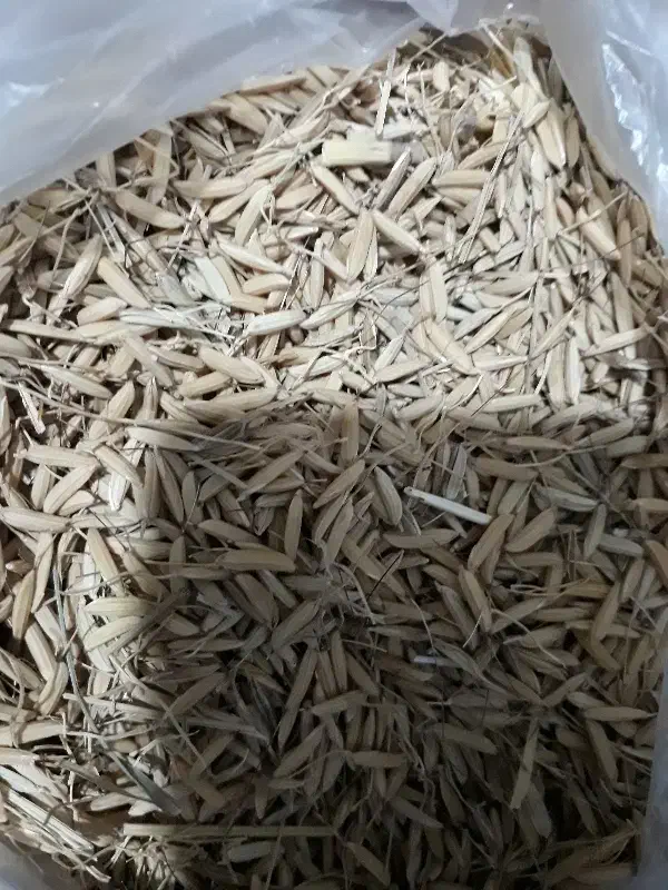 جو صدری  دمسیاه|عمده‌فروشی|کوچصفهان, |دیوار