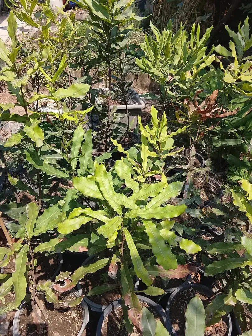 درختچه ماکادمیا|گل و گیاه طبیعی|لاهیجان, آهندان|دیوار