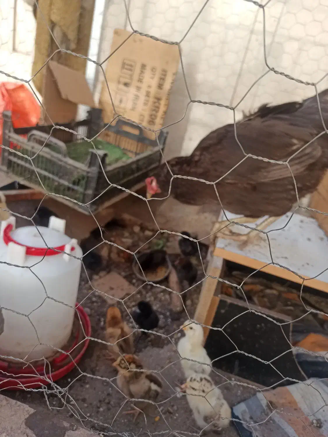 جوجه و مرغ|حیوانات مزرعه|اندیمشک, |دیوار