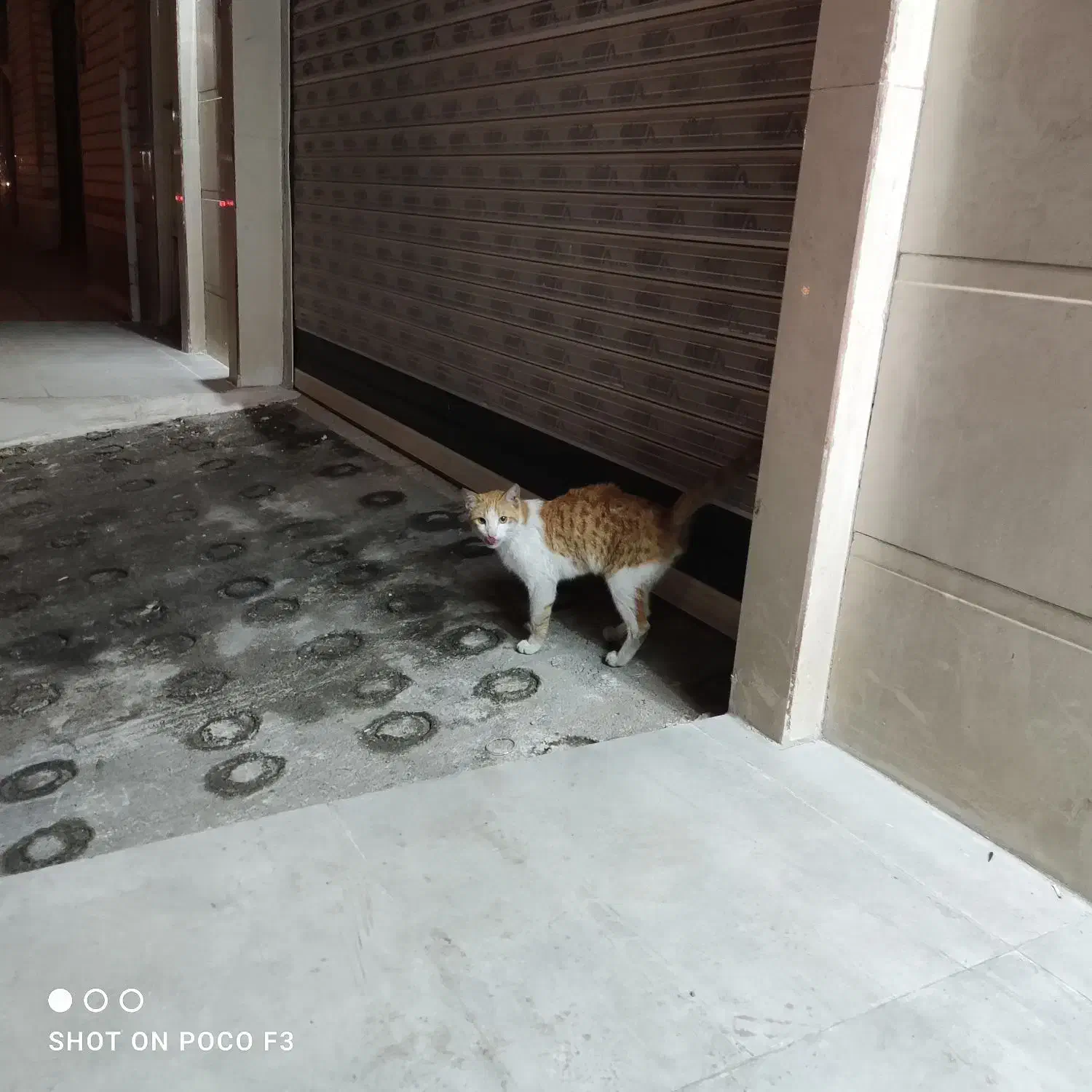 پیدا شده|حیوانات|اهواز, شریعتی جنوبی|دیوار