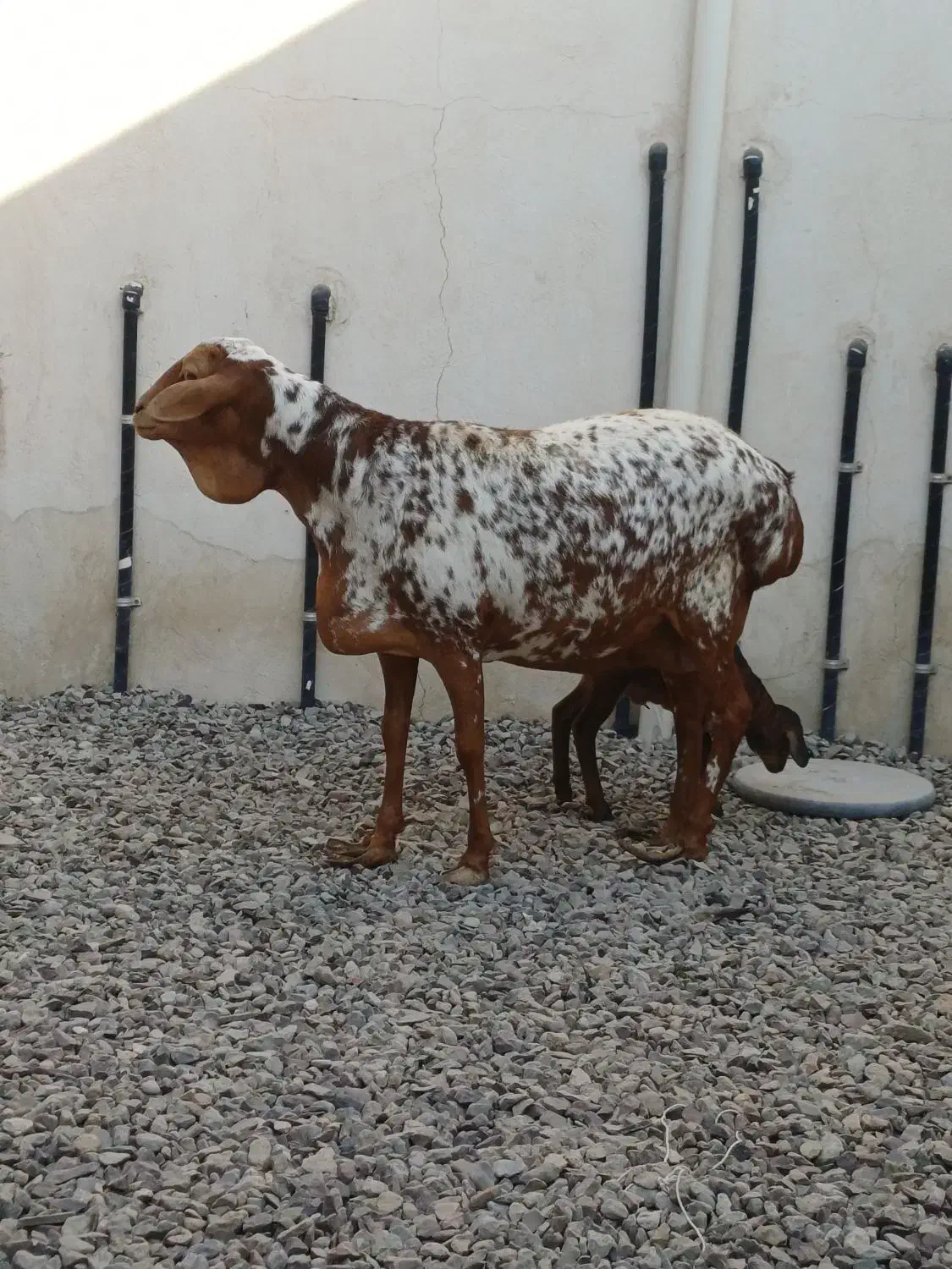 فروش‌ میش برشن اصل|حیوانات مزرعه|بندرلنگه, |دیوار