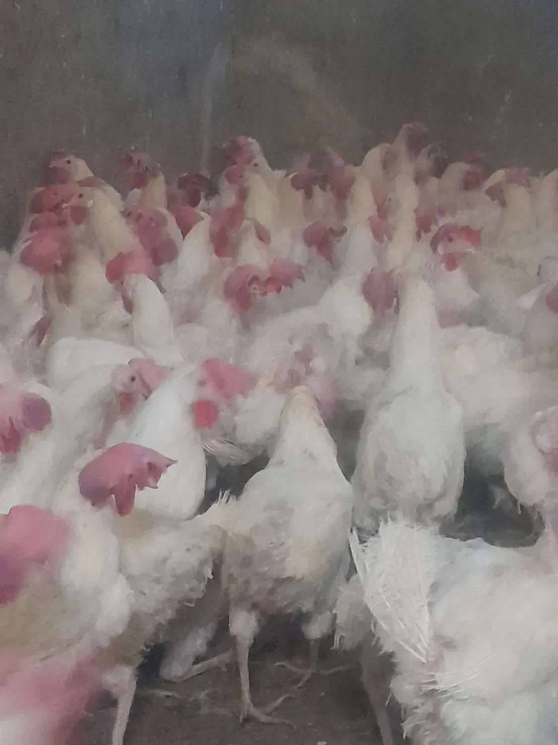 مرغ سفید تخم گزار و مخصوص قربانی|حیوانات مزرعه|قوچان, |دیوار