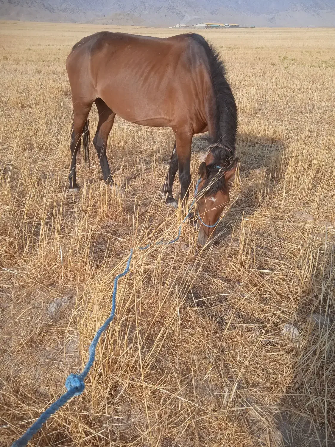 مادیان و قاطر|اسب و تجهیزات اسبسواری|آبدانان, |دیوار