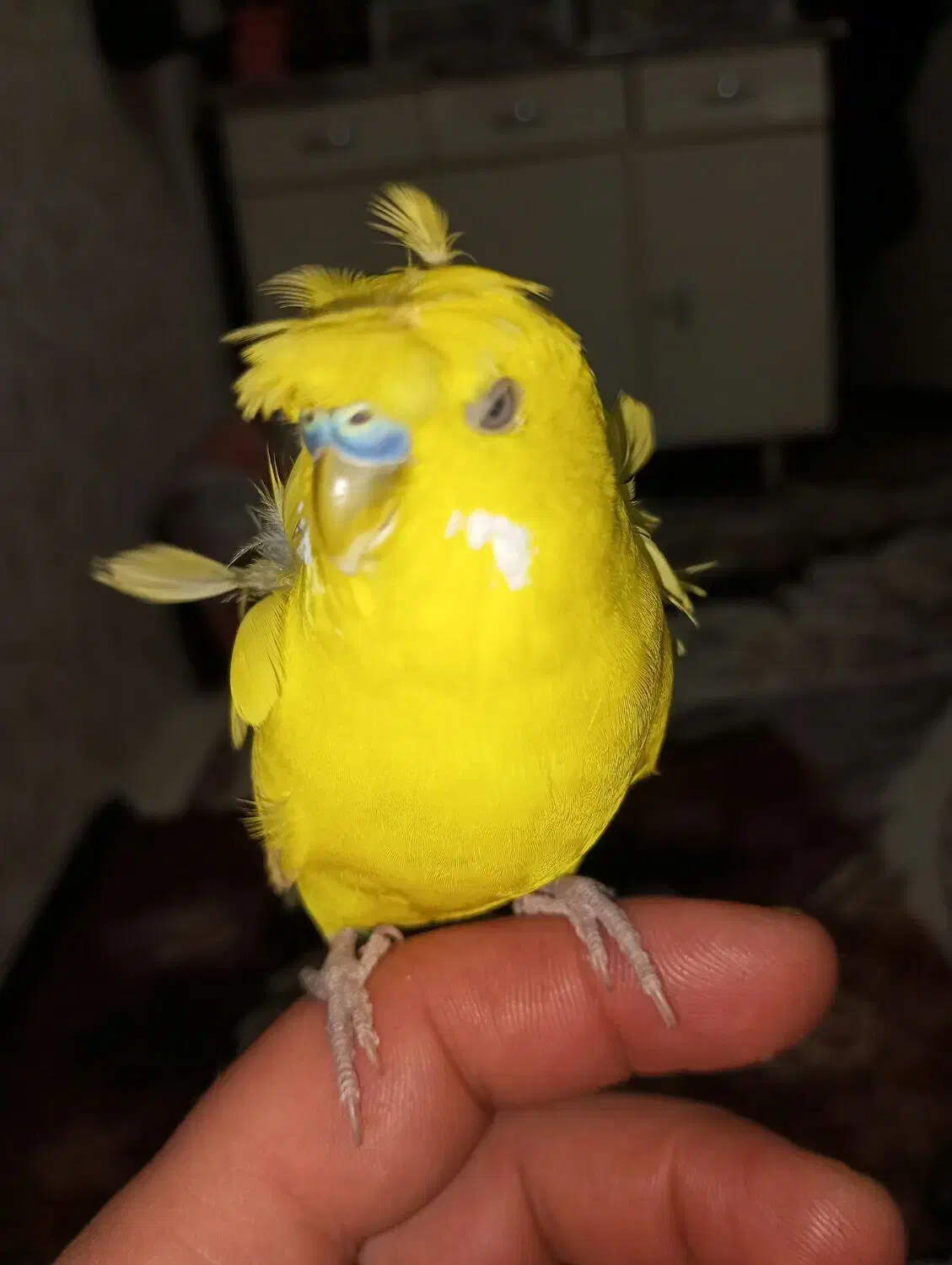 مرغ عشق کاکلی سخنگو 20کلمه معاوضه با قناری مولد|پرنده|تبریز, |دیوار