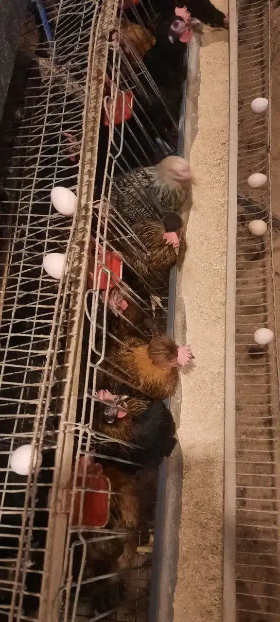 تخم مرغ بومی|خوردنی و آشامیدنی|کاشان, فاز ۲ ناجی آباد|دیوار