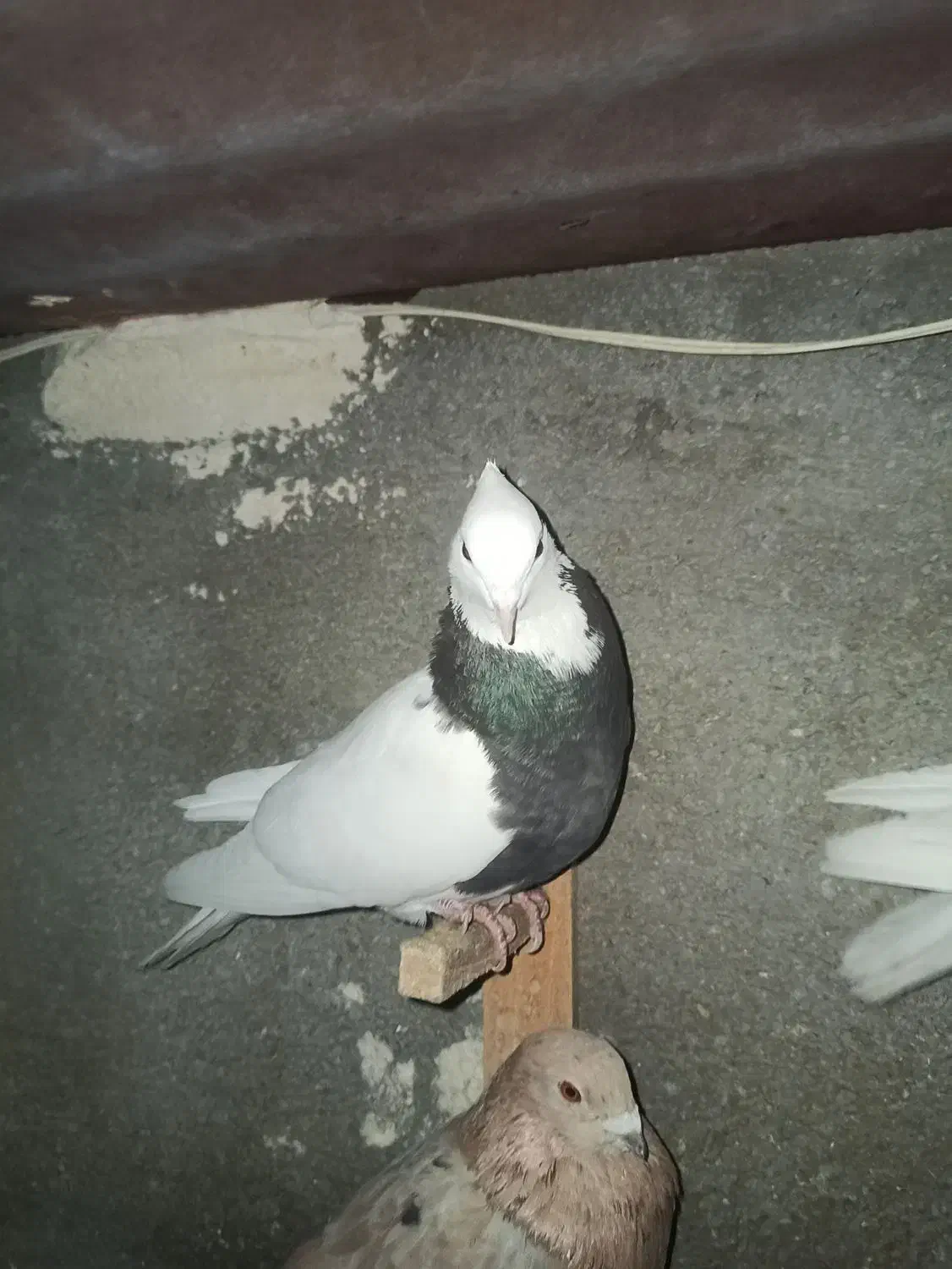 کفتر هم ماده هم نر|پرنده|شیروان (خراسان), |دیوار