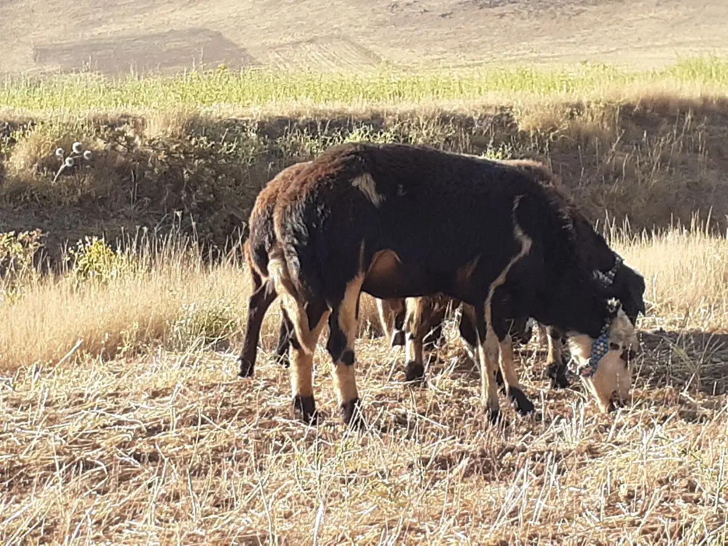 قوچ قوت پلنگی|حیوانات مزرعه|زند, |دیوار