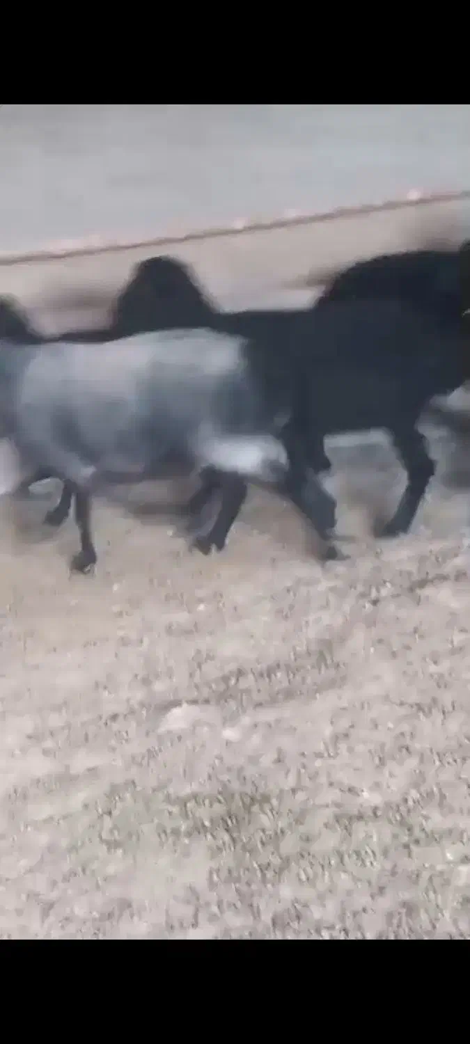 میش سیا سام|حیوانات مزرعه|بومهن, |دیوار